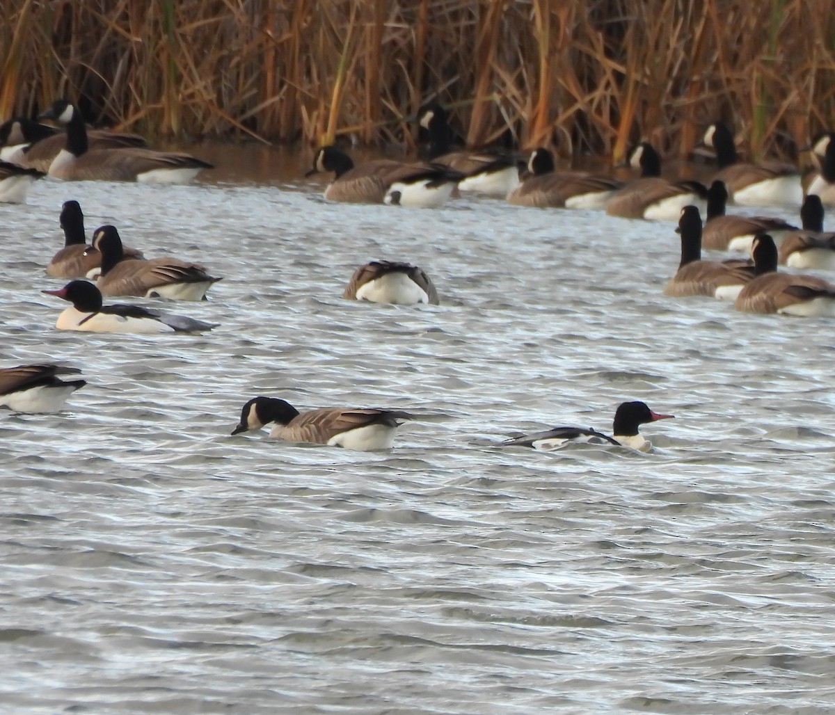 川秋沙 - ML645956003