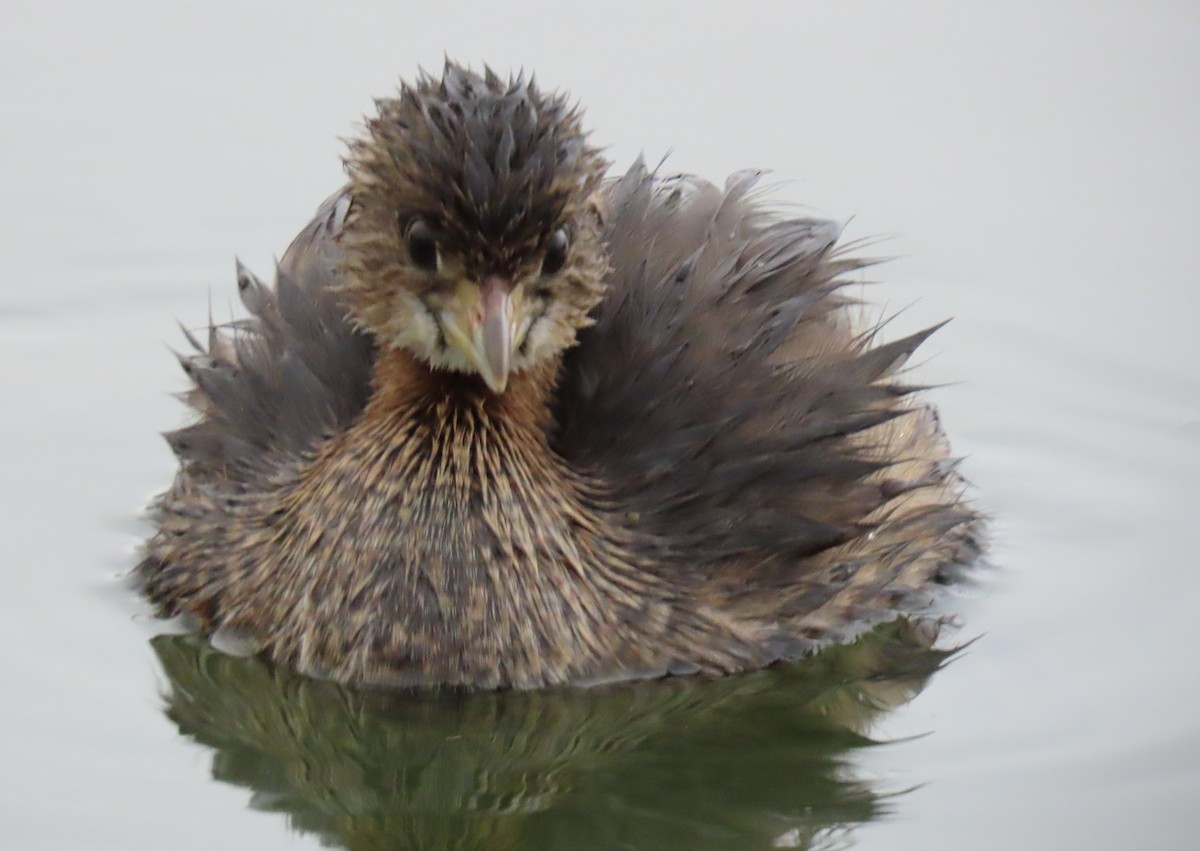 Pied-billed Grebe - ML645956005