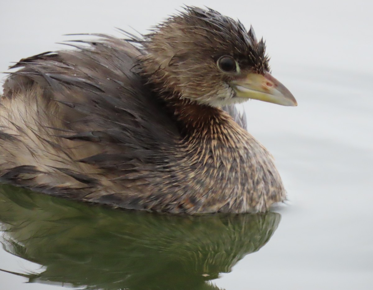 Pied-billed Grebe - ML645956006