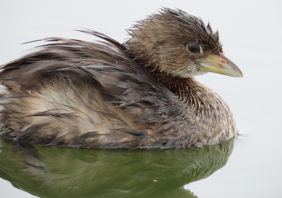 Pied-billed Grebe - ML645956007
