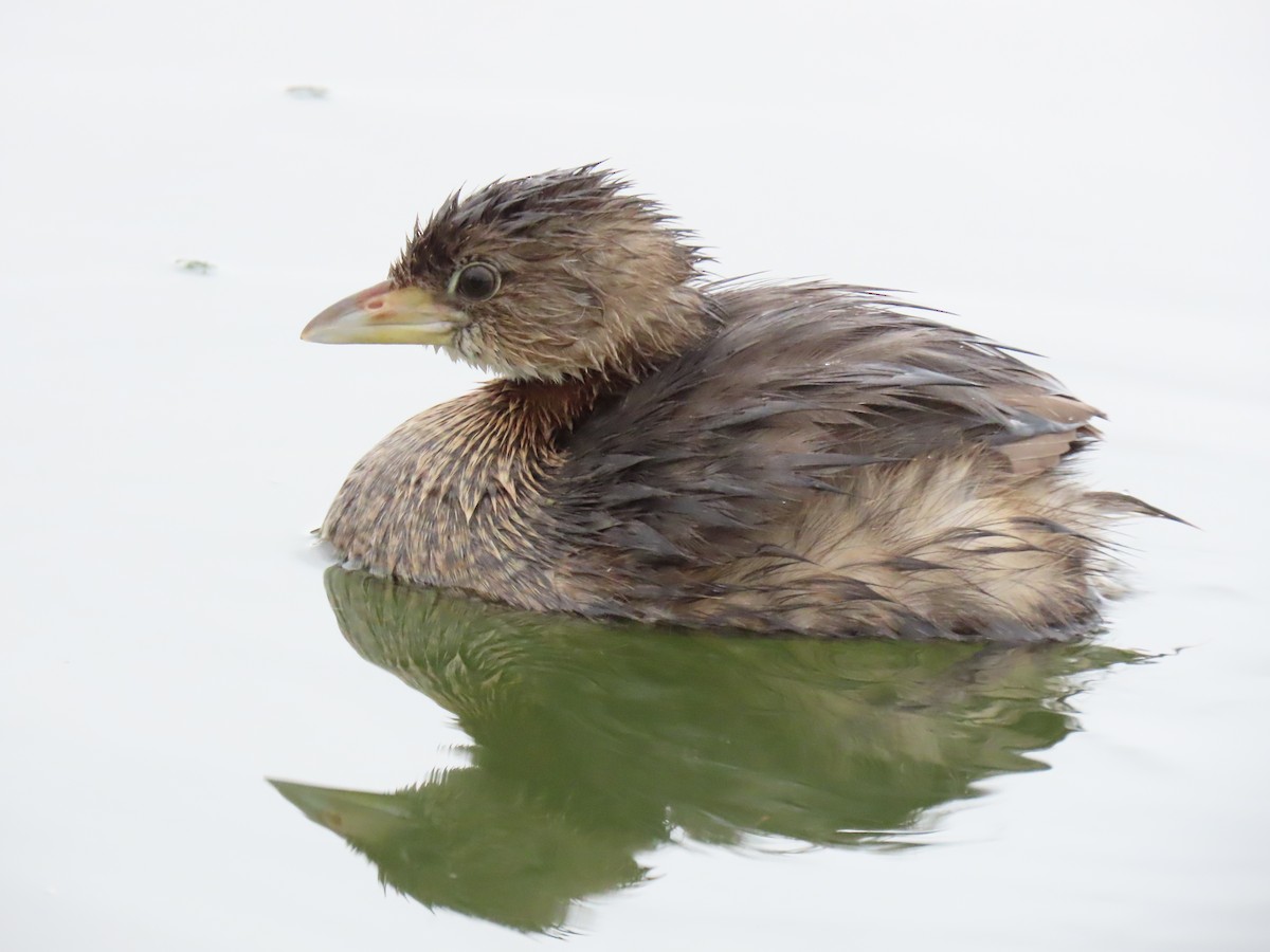 Pied-billed Grebe - ML645956008