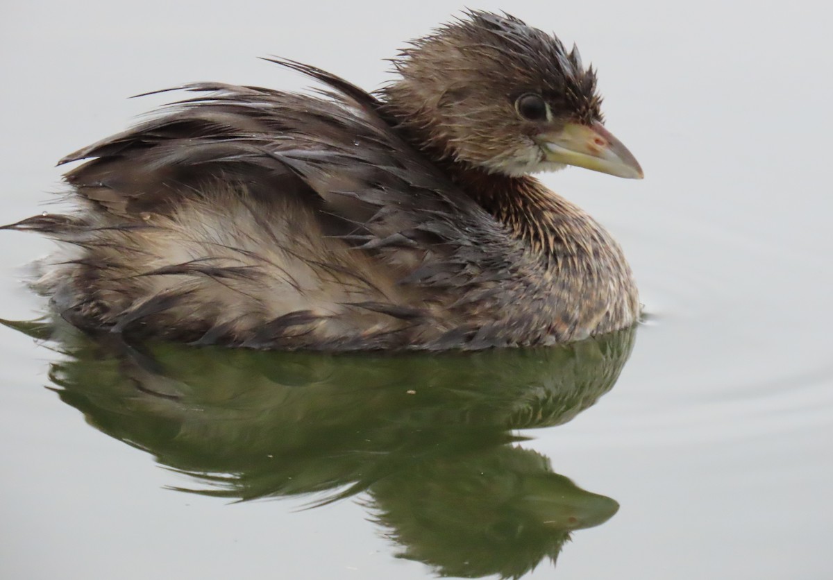 Pied-billed Grebe - ML645956009