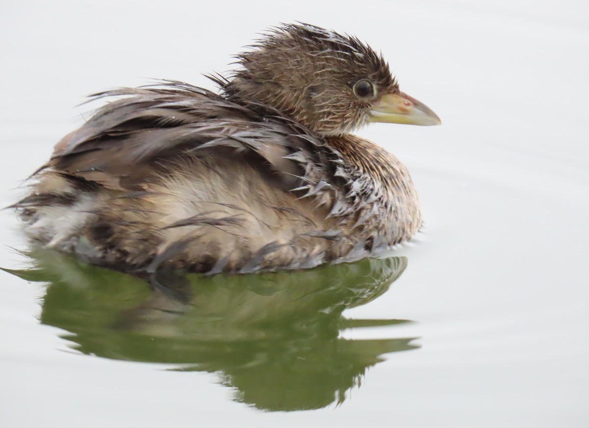 Pied-billed Grebe - ML645956010