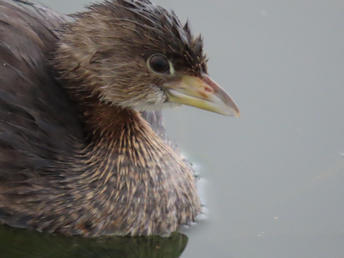 Pied-billed Grebe - ML645956011