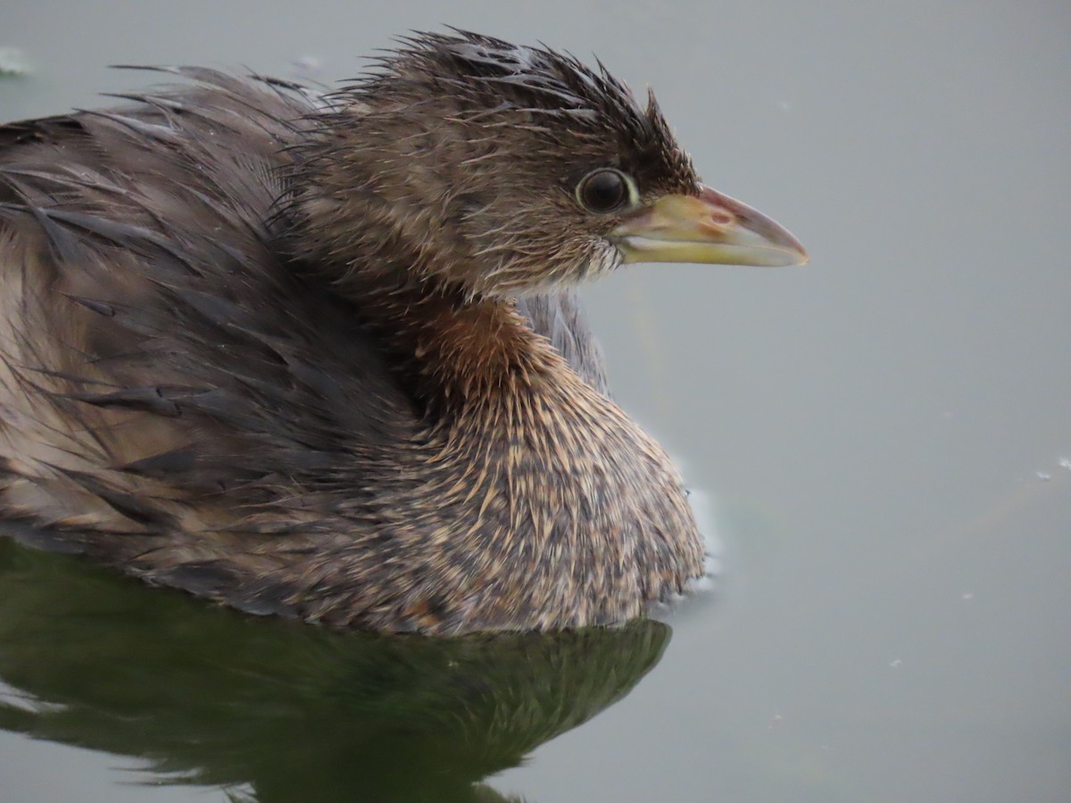 Pied-billed Grebe - ML645956012
