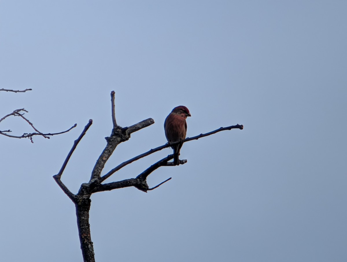 House Finch - ML645956013