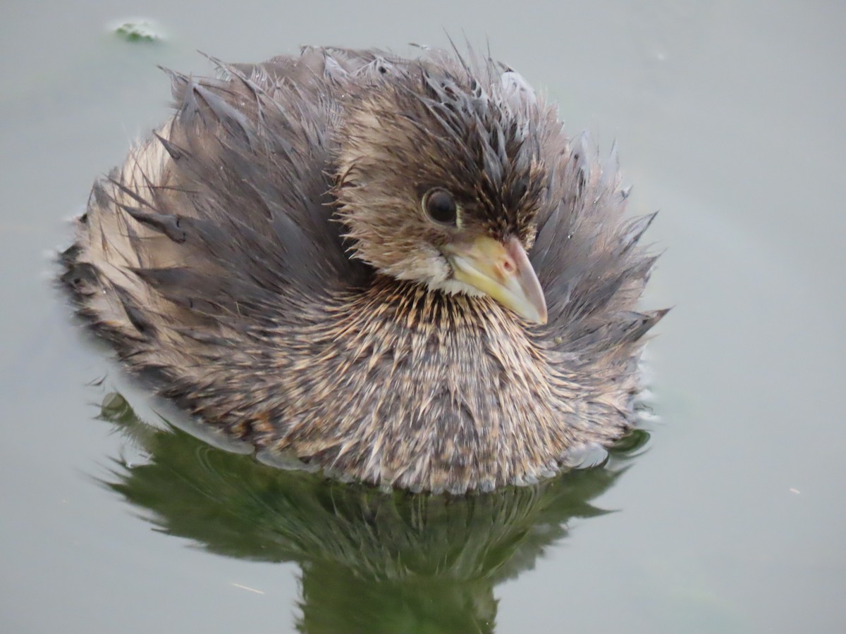 Pied-billed Grebe - ML645956014