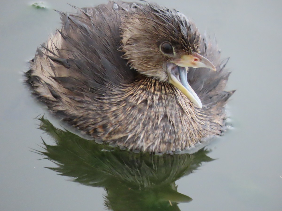 Pied-billed Grebe - ML645956015