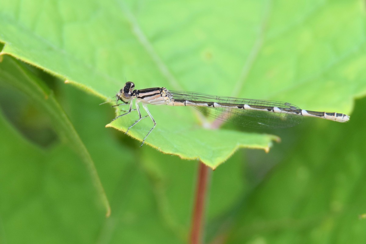 Bluets - ML645956016