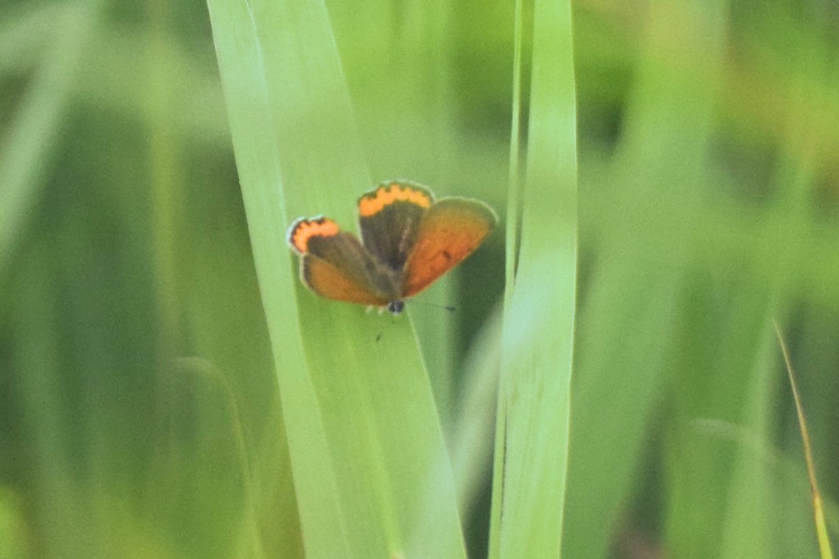 Bronze Copper - ML645956017