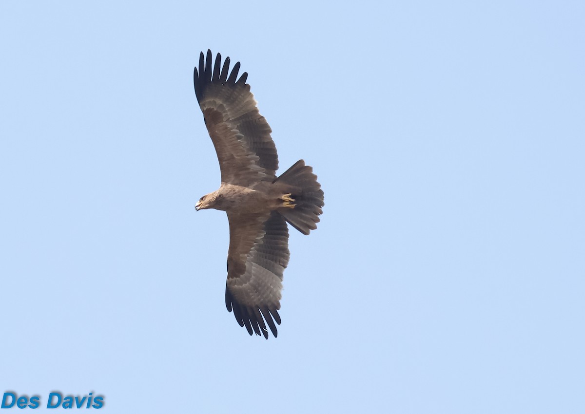 Tawny Eagle - ML645956023