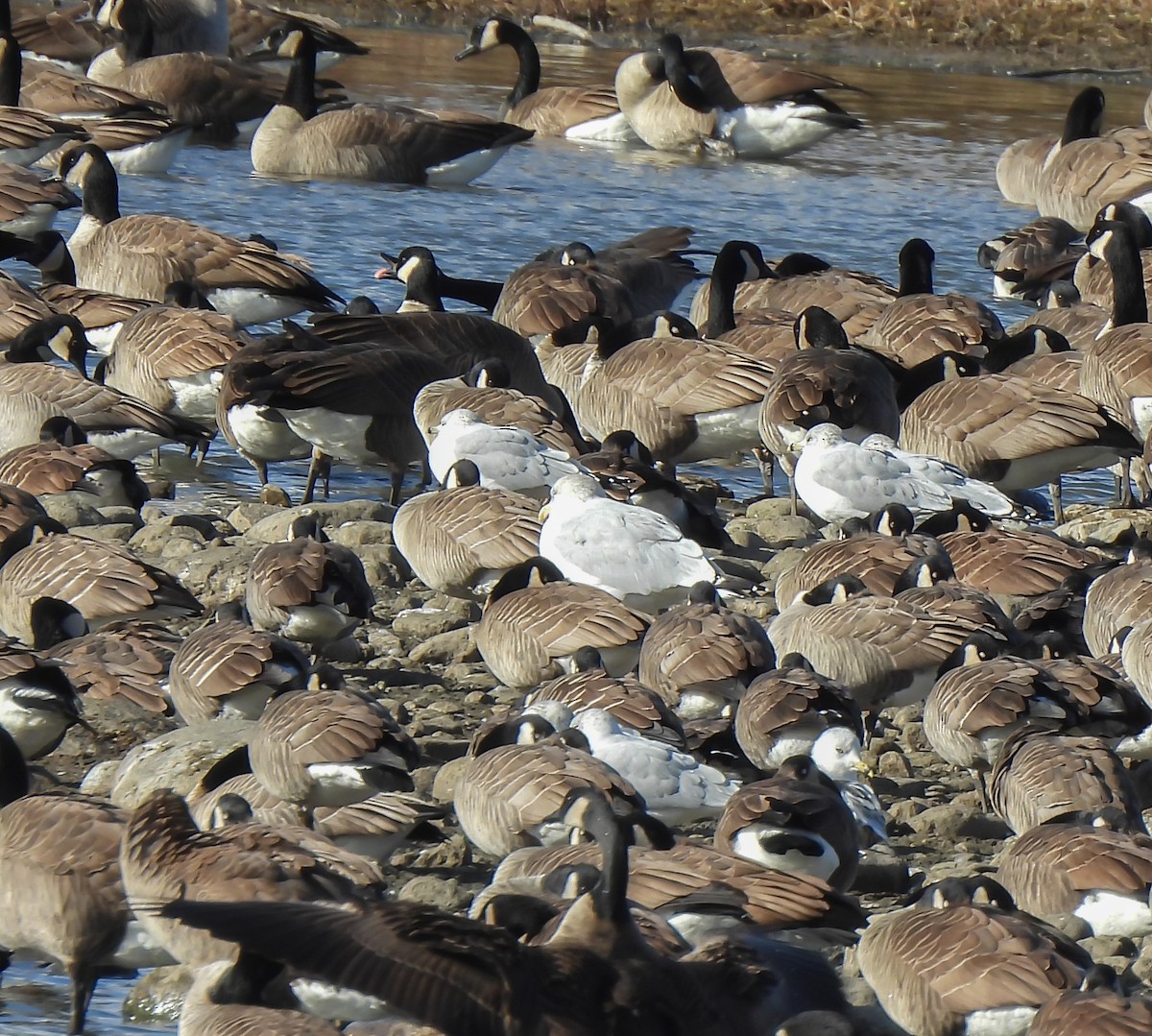 American Herring Gull - ML645956027