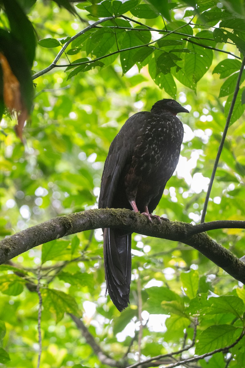 Crested Guan - ML645956028