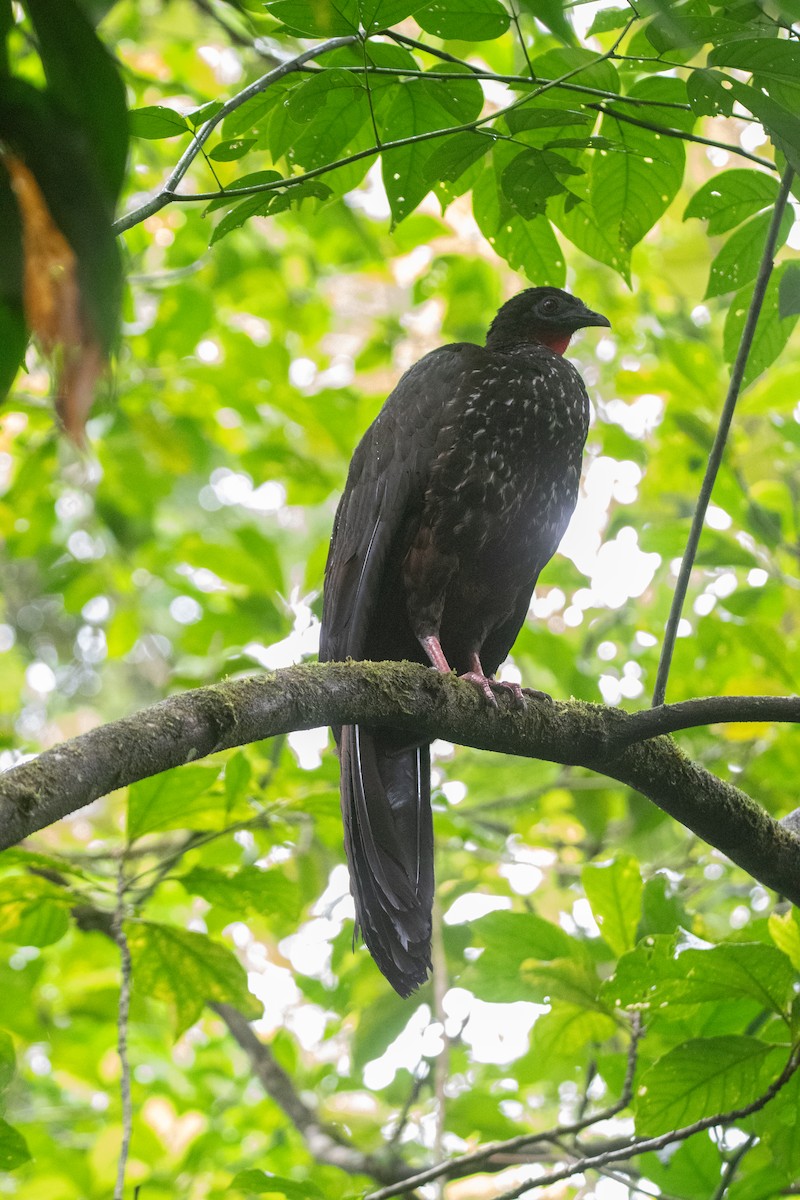 Crested Guan - ML645956029