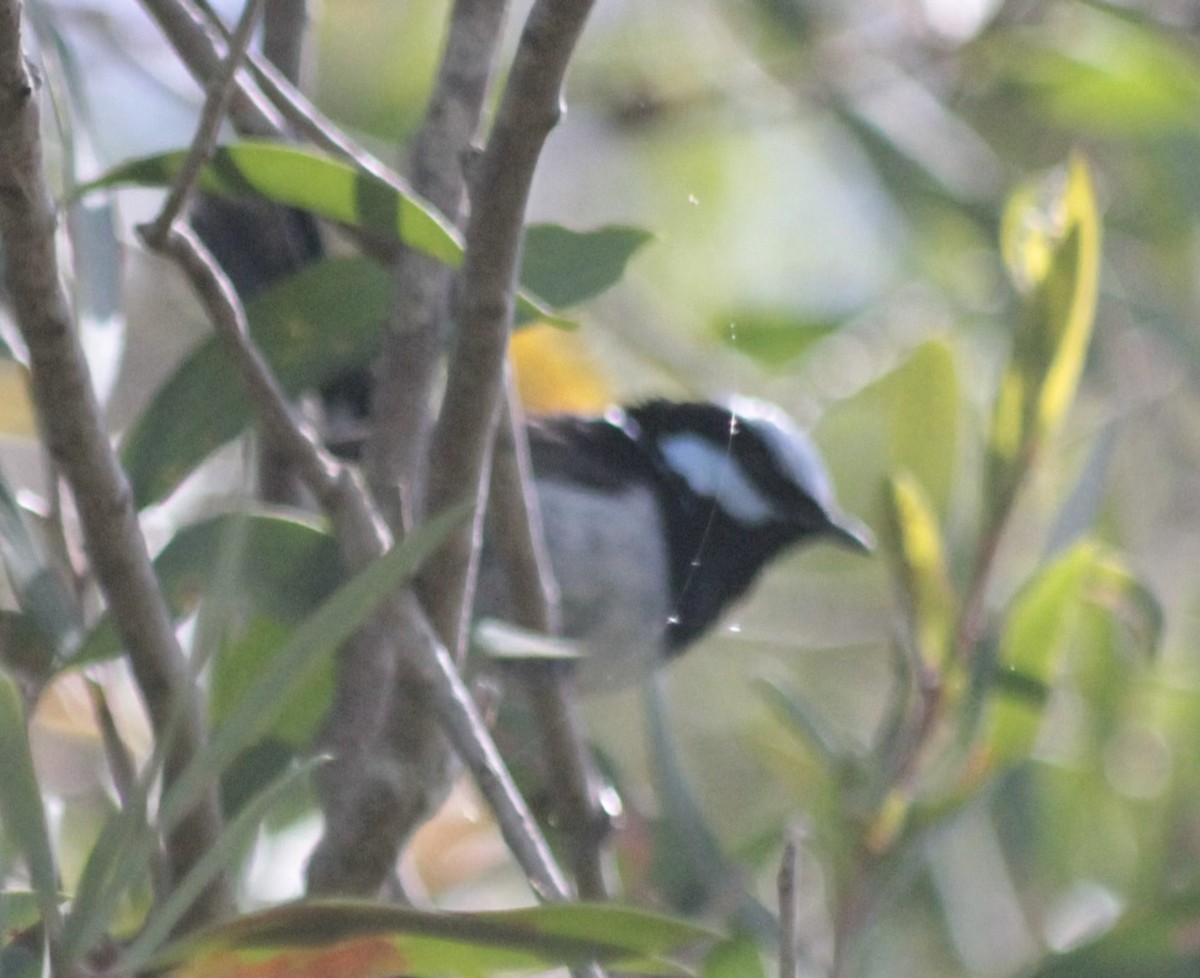 Superb Fairywren - ML645956030