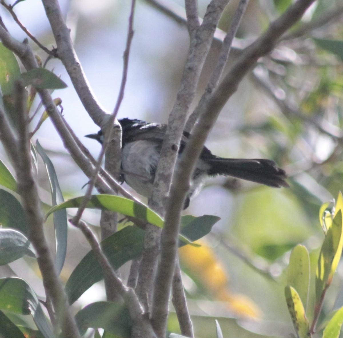 Superb Fairywren - ML645956031