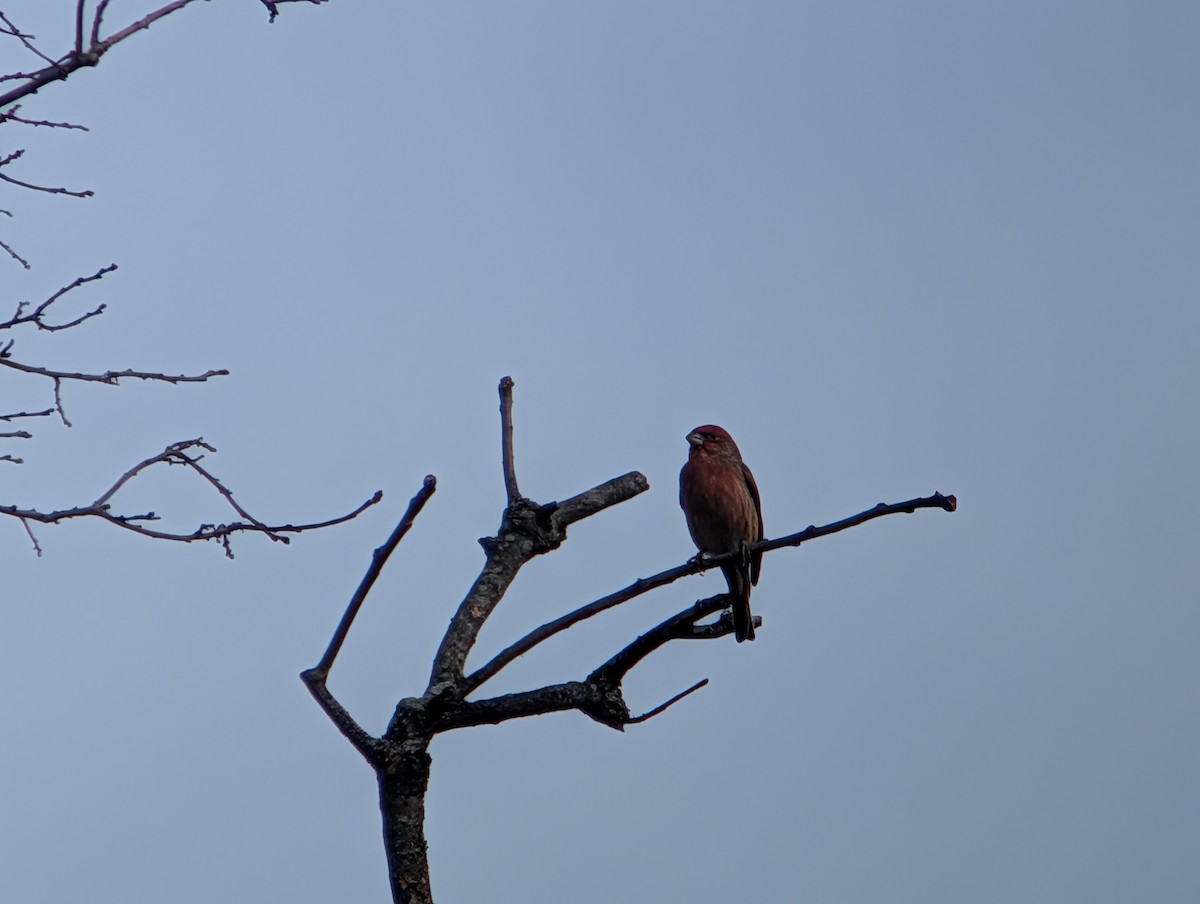 House Finch - ML645956033