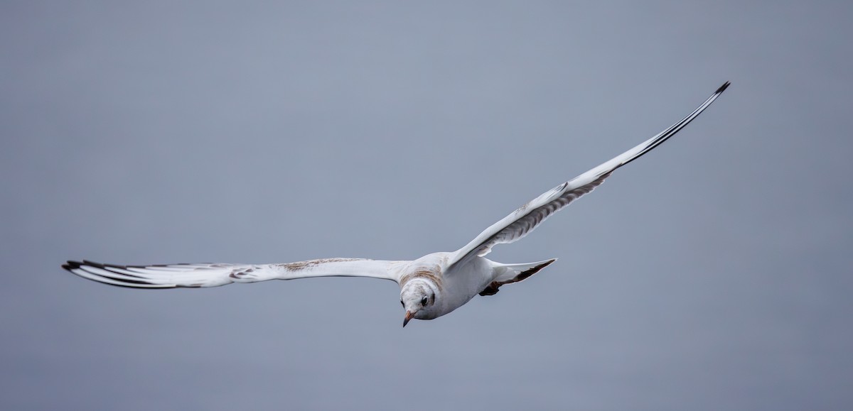 紅嘴鷗 - ML645956037