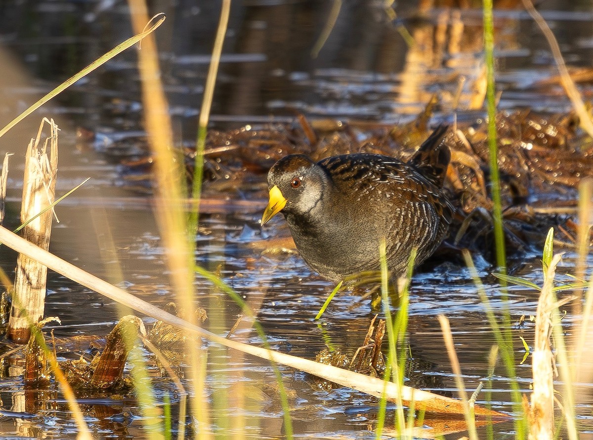 カオグロクイナ - ML645956042