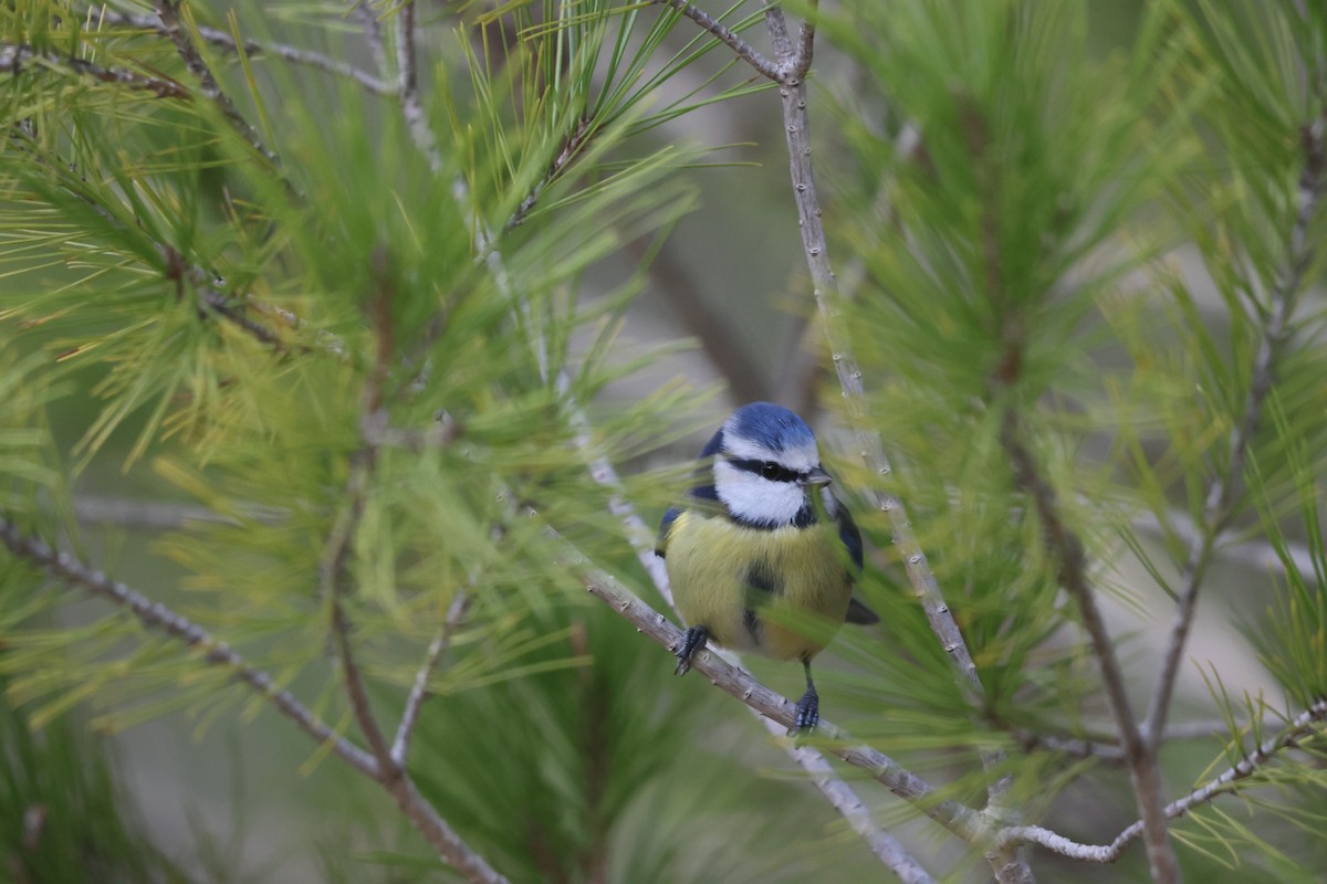 Eurasian Blue Tit - ML645956045