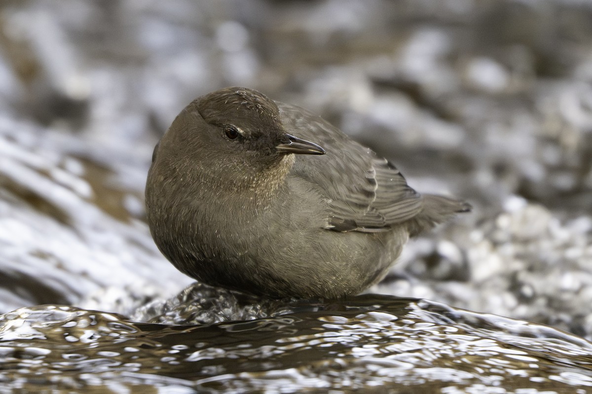 Ur-zozo iparramerikarra - ML645956046