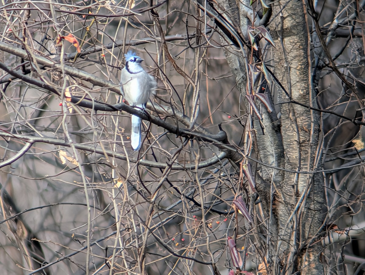 Blue Jay - ML645956047