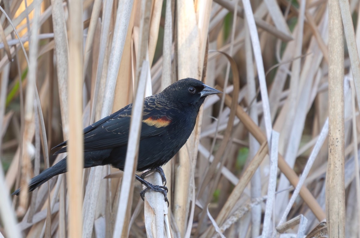 ハゴロモガラス - ML645956049