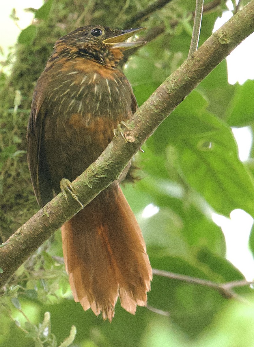 Lineated Foliage-gleaner - ML645956059