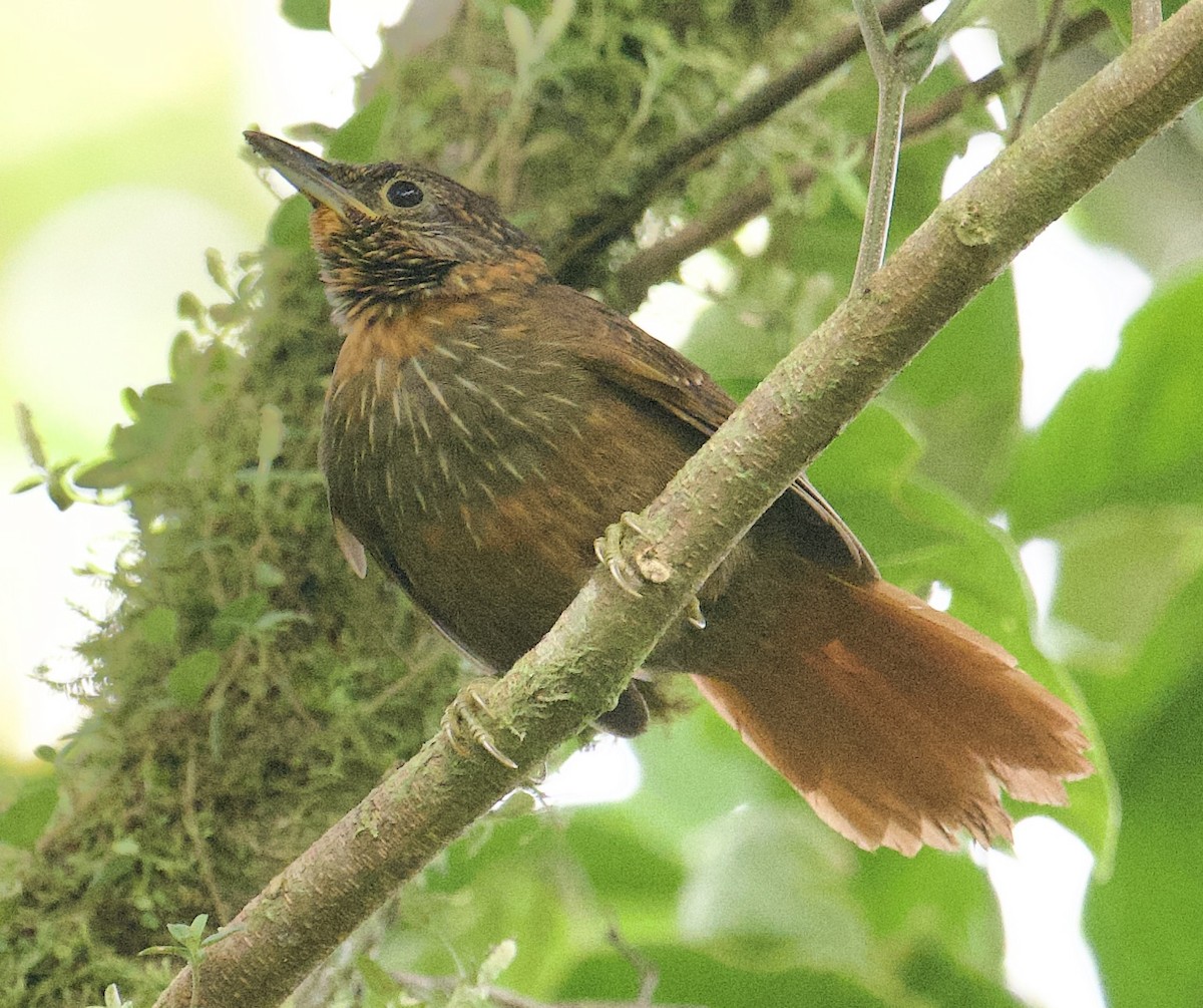 Lineated Foliage-gleaner - ML645956063