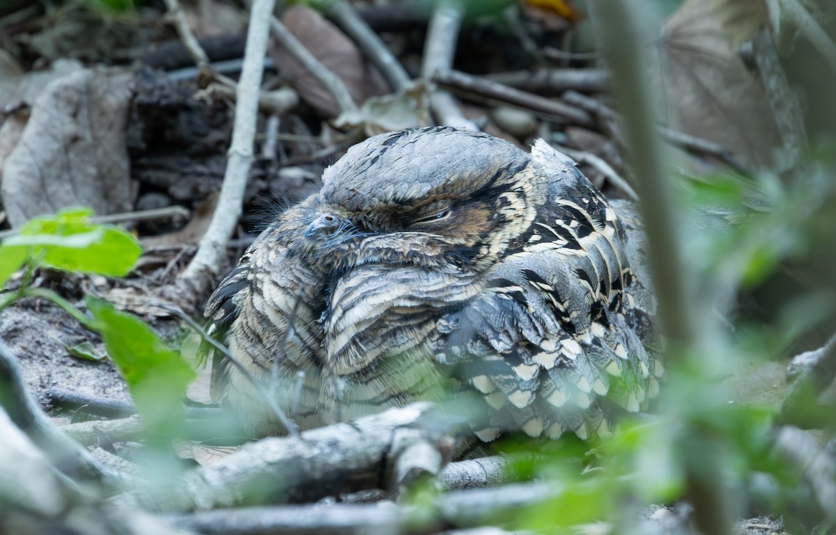 オオヨタカ - ML645956064