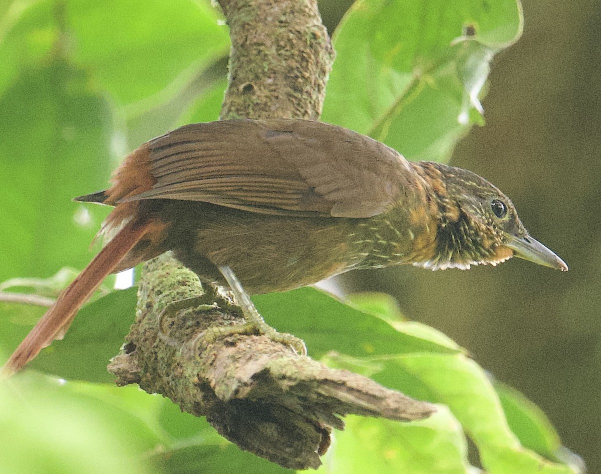 Lineated Foliage-gleaner - ML645956075
