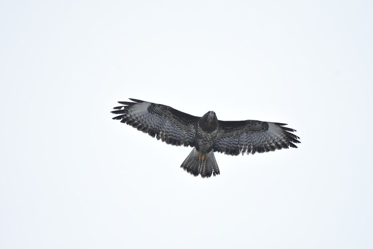 káně lesní - ML645956079