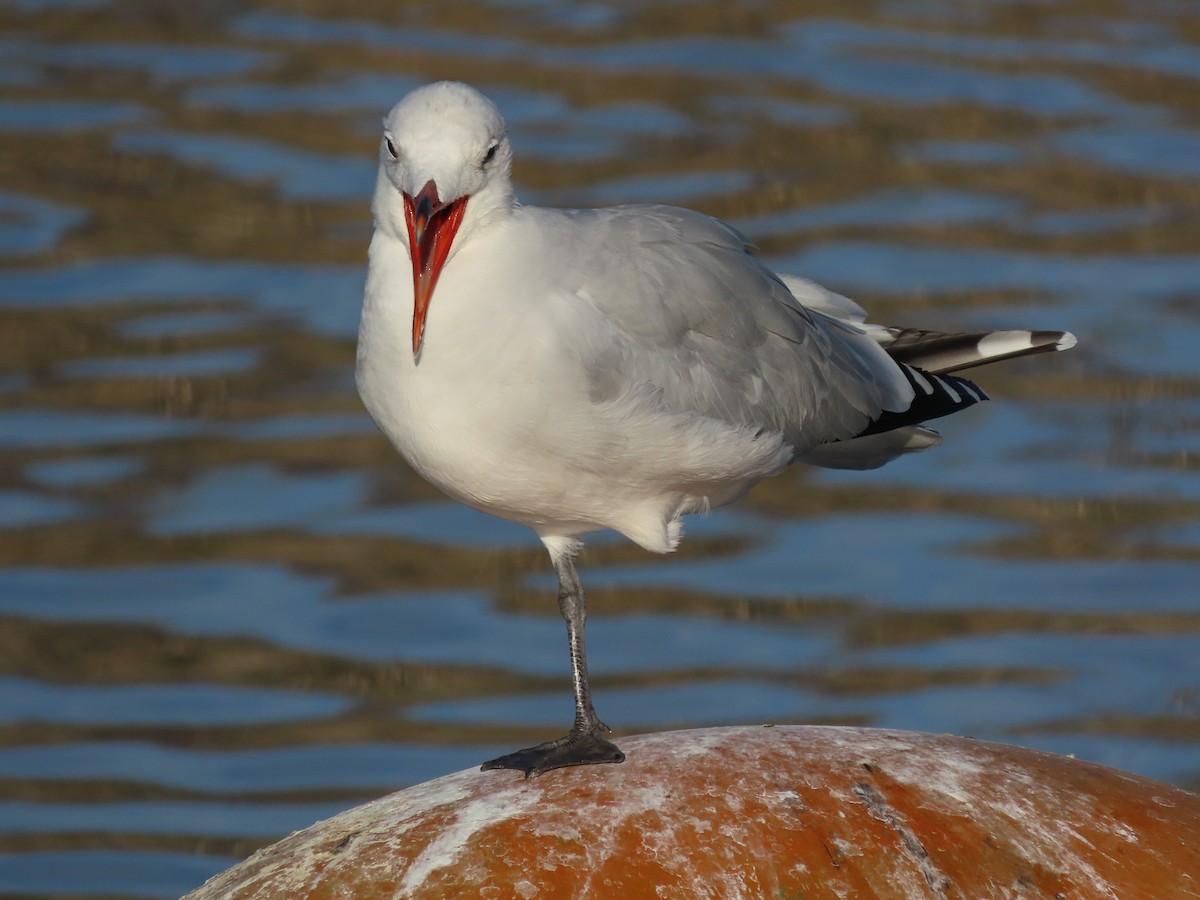 Audouin's Gull - ML645956084