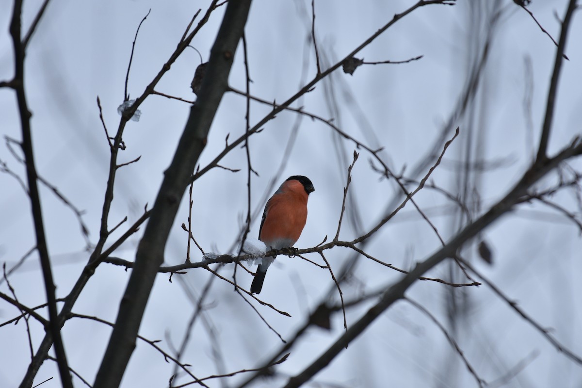 hýl obecný - ML645956101