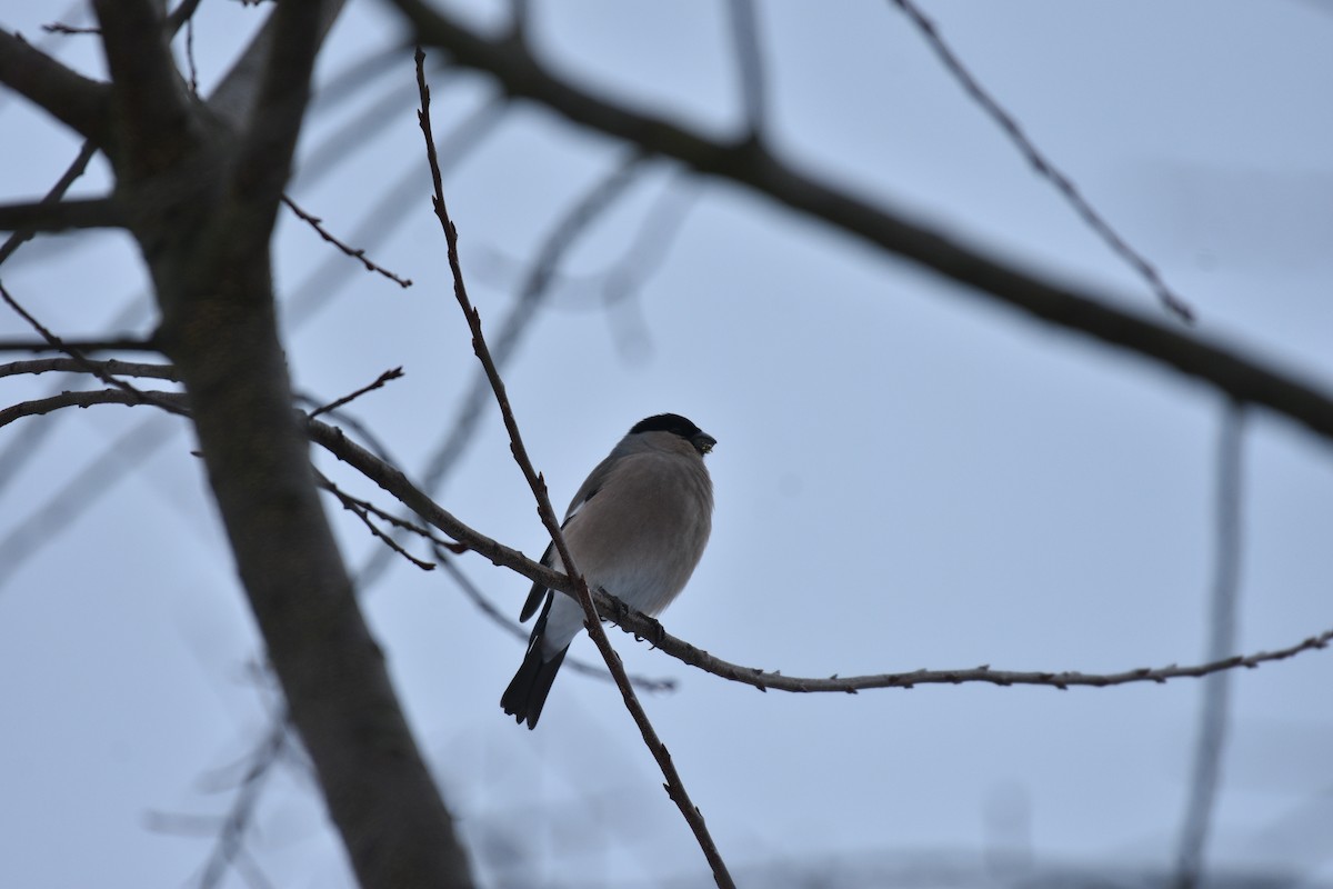 hýl obecný - ML645956102