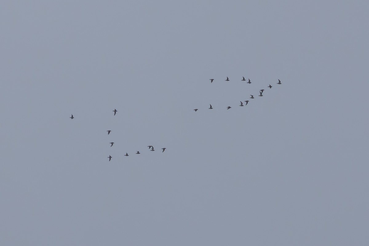 European Golden-Plover - ML645956105