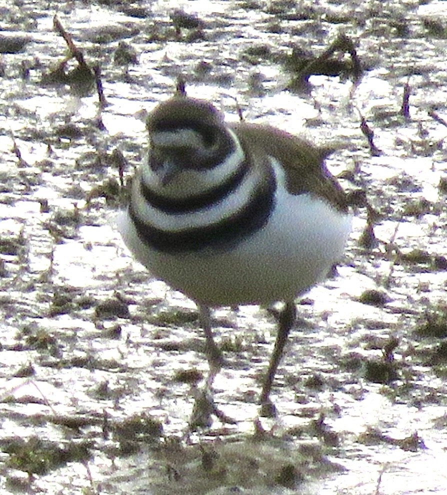 Killdeer - ML645956114