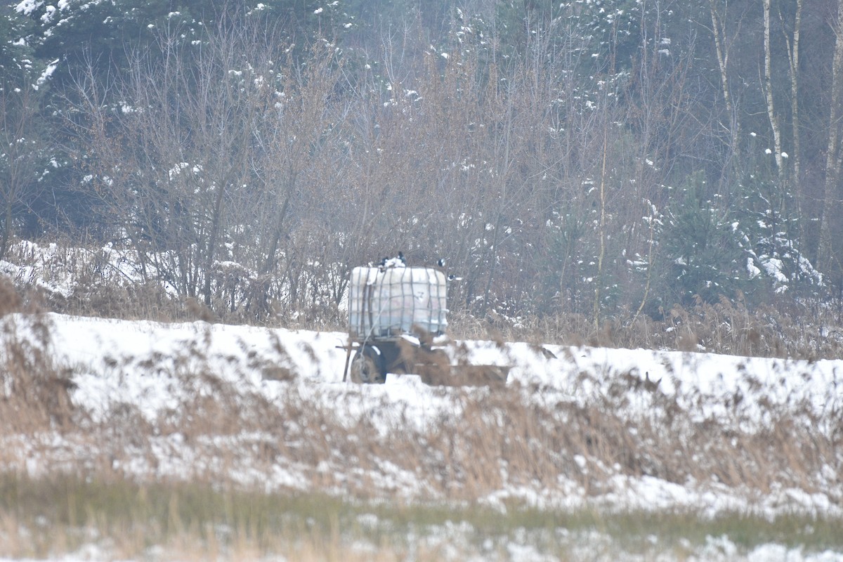 straka obecná - ML645956115