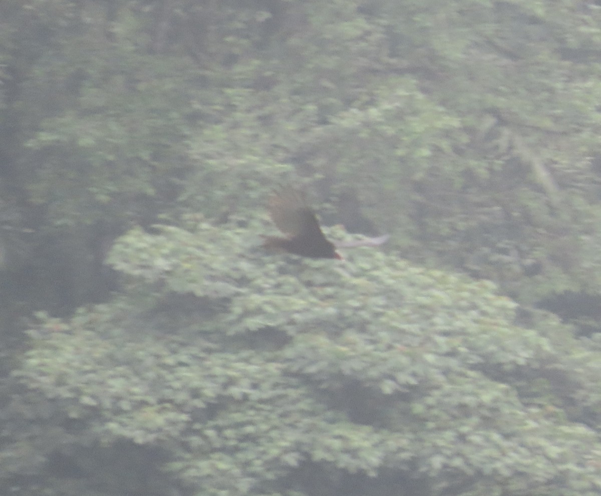 Turkey Vulture - ML645956118