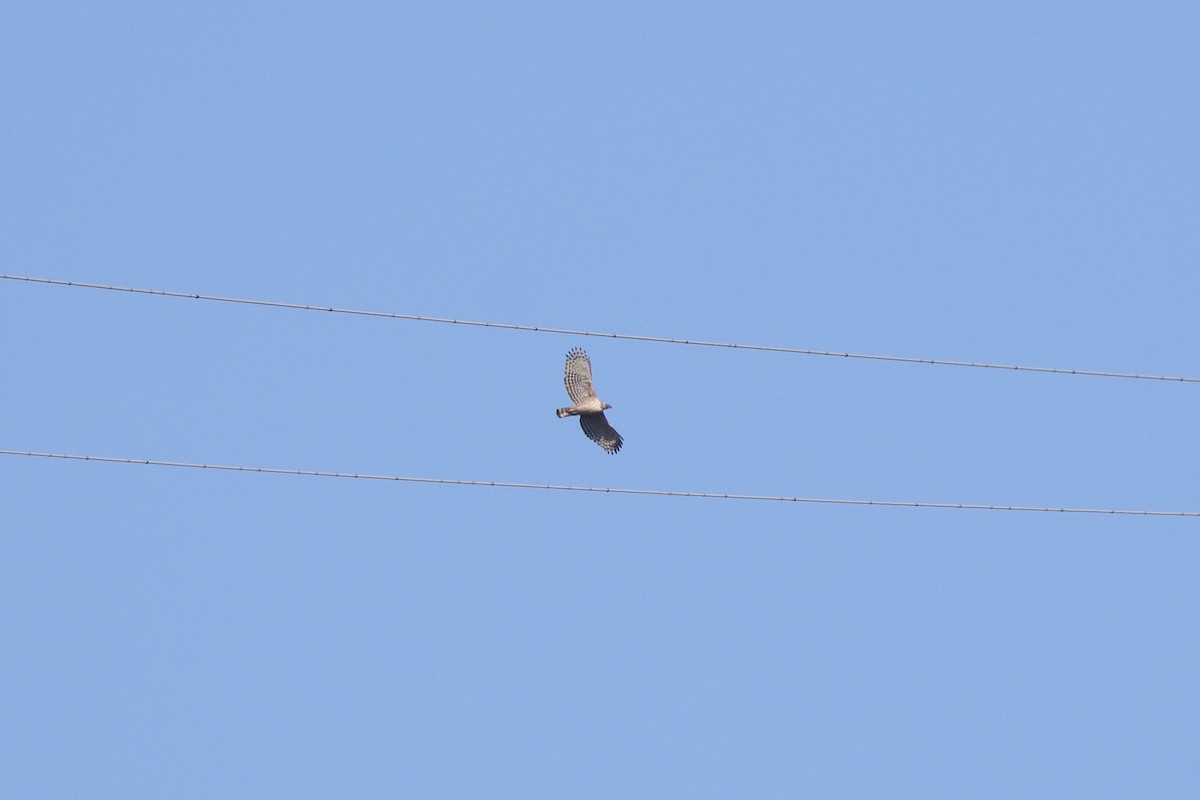 Mountain Hawk-Eagle - ML645956119