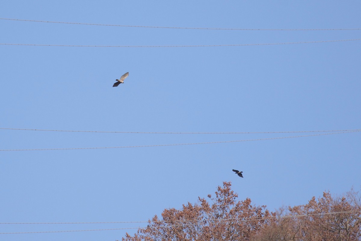 Mountain Hawk-Eagle - ML645956120