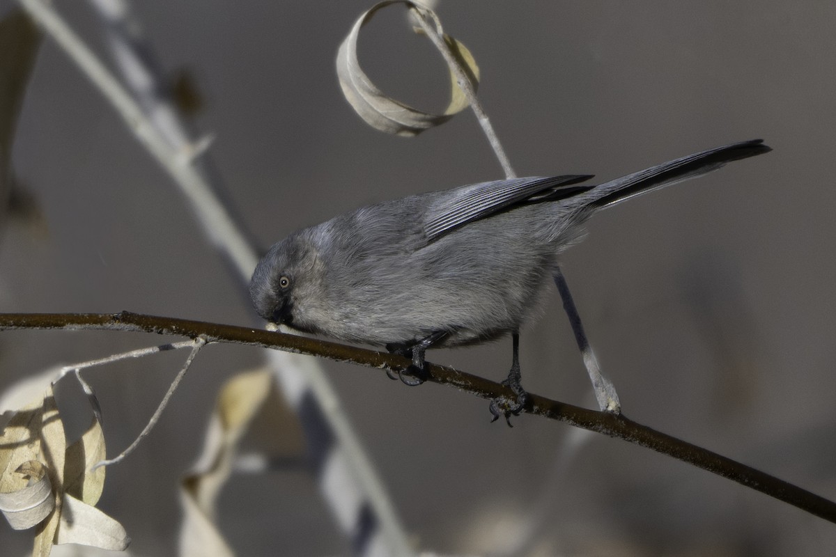 Bushtit - ML645956121