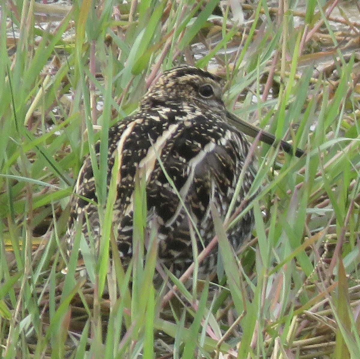 Wilson's Snipe - ML645956124