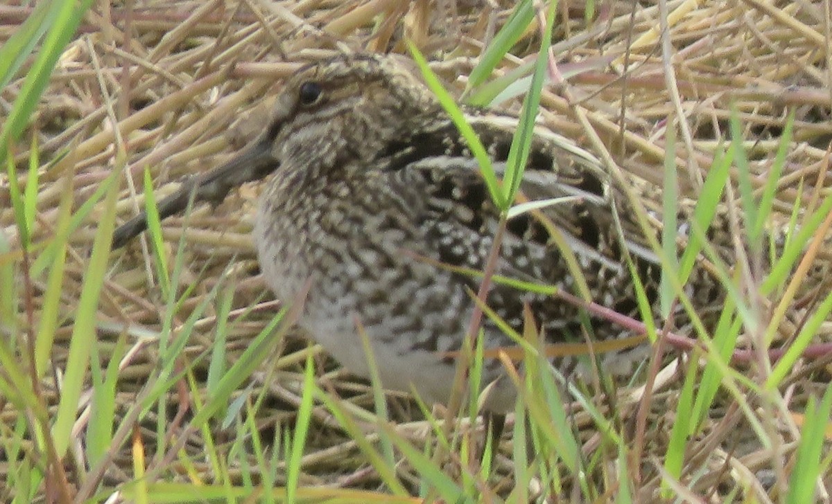 Wilson's Snipe - ML645956125