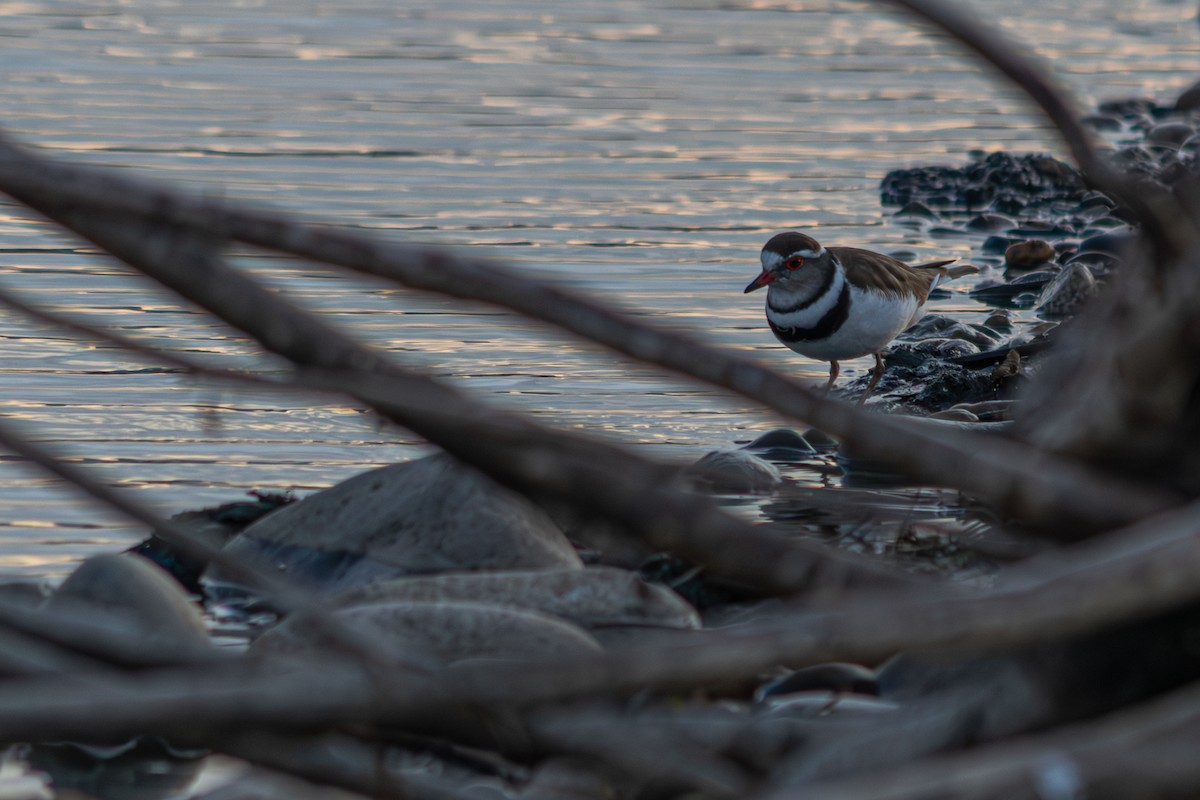 Dreiband-Regenpfeifer - ML645956127
