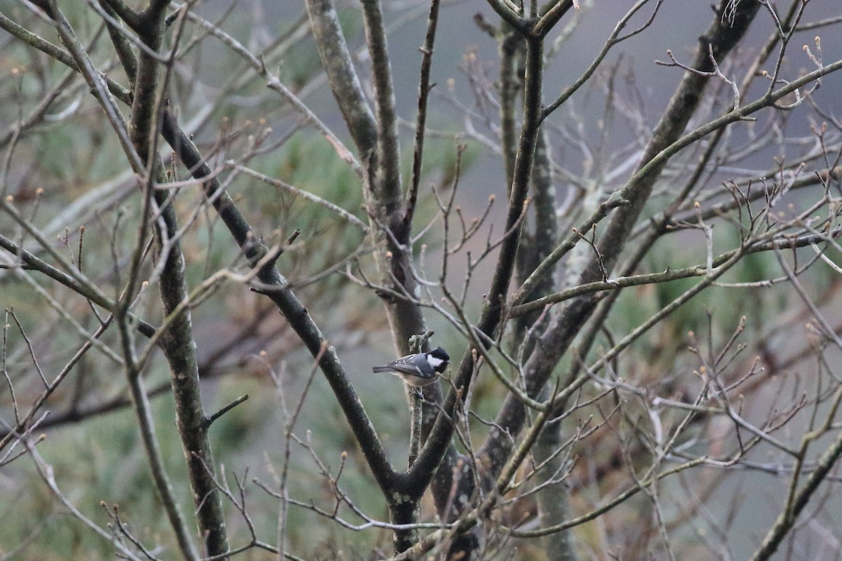Coal Tit - ML645956129