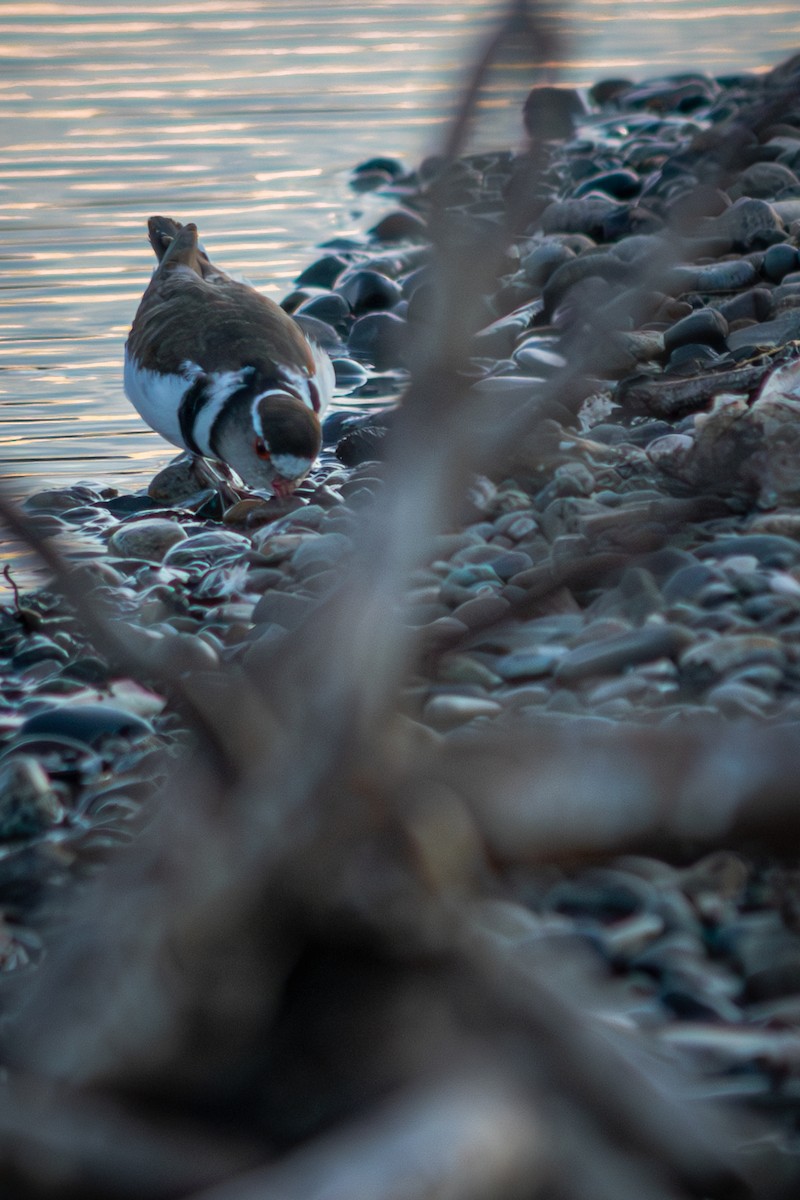 Dreiband-Regenpfeifer - ML645956130