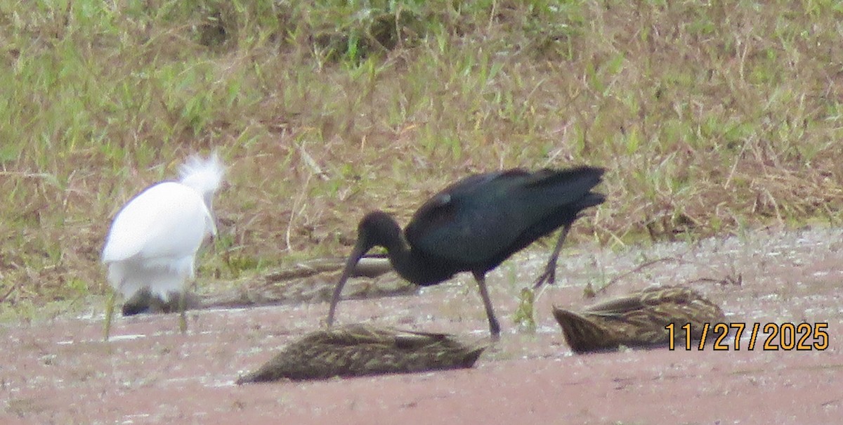 Glossy Ibis - ML645956131