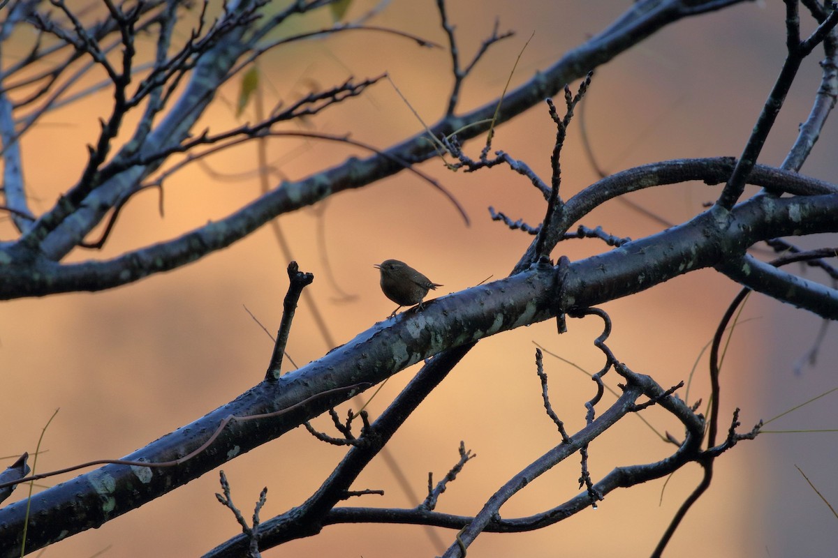 Eurasian Wren - ML645956139