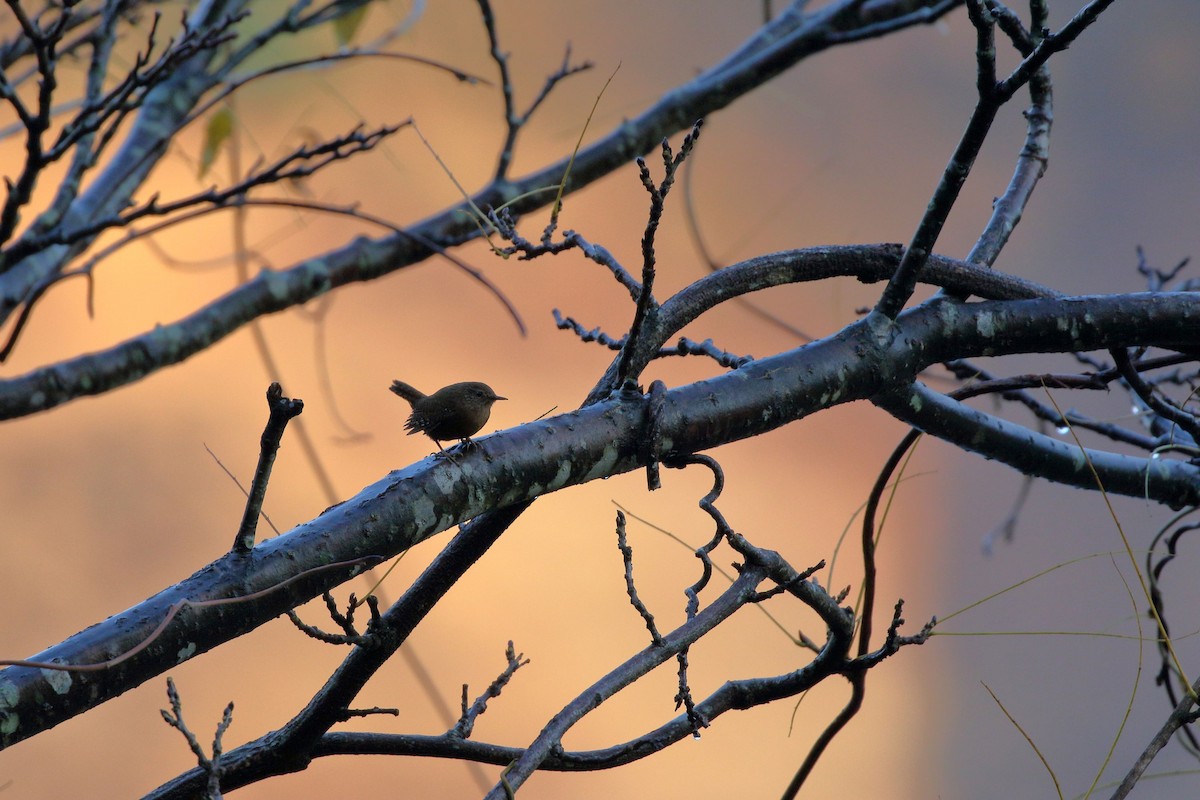 Eurasian Wren - ML645956140